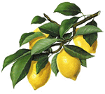 lemon